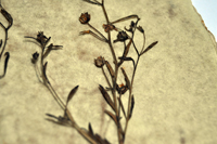 Detalle 3